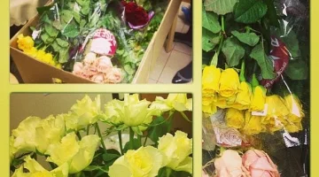 Буржуа SPA изображение 10